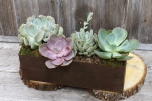 Rustic succulent garden is a great way to say thank you.