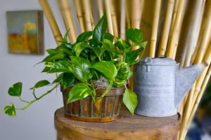 Say thank you with a pothos plant.
