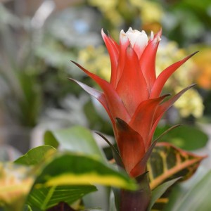 Bromeliad plant.