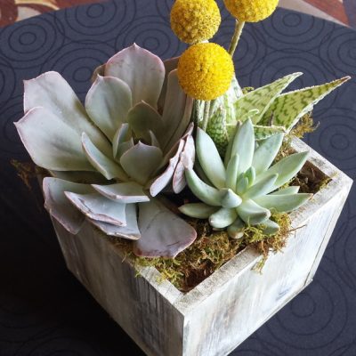 Succulent plants in a box.