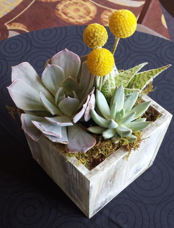 Succulent plants in a box.