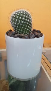 Potted Cactus Plant