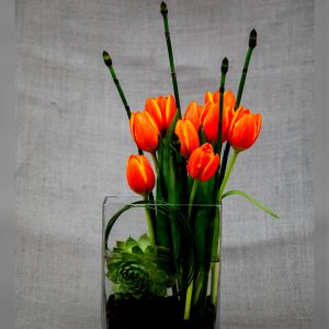 Весна и все тюльпаны