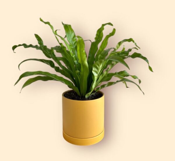 Birds nest Fern house plant in a yellow pot