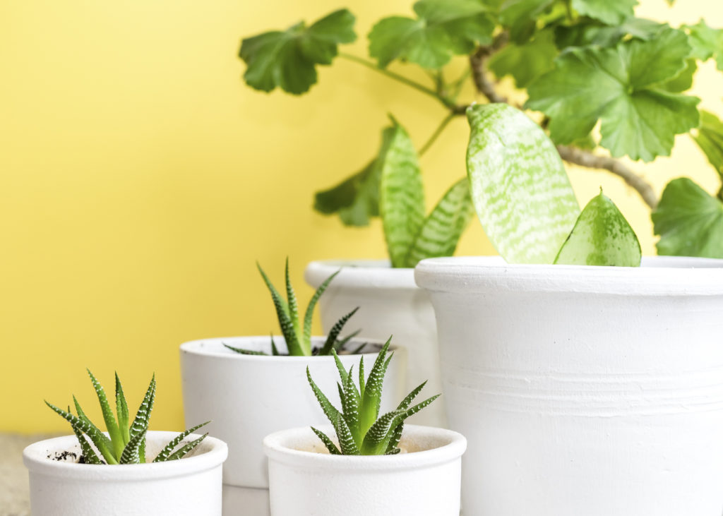 Easy to care for indoor plants feature image.