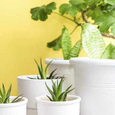 Top 7 easy to care for indoor plants (that are almost impossible to kill)