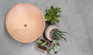 Succulent plants next to an empty pot.