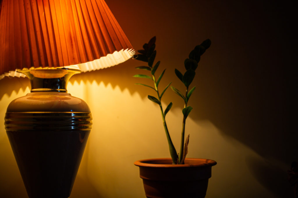 Plants For Low Light Homes – Inspiration & Care Tips