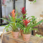 Bromeliads - Plants for Low Light