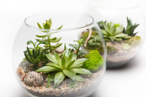 Succulents plants in clear terrarium bowls.