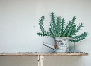 Succulent plants in a tin can on a shelf.