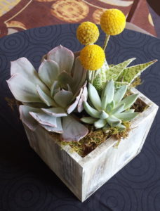 Succulent plants in a wooden box.