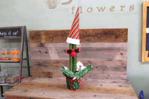 Dressed up Christmas plant, Euphorbia ingens.