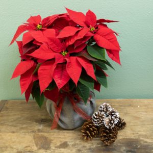 Poinsettia Christmas plant in burlap.