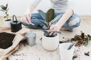 Woman's hands transplanting plant into a new pot.