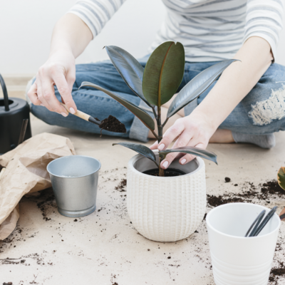 The wondrous benefits of houseplants