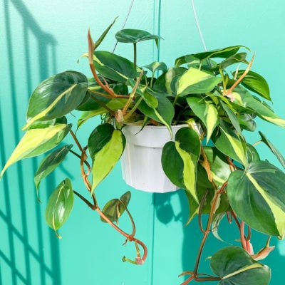 Hanging plant in a white basket.