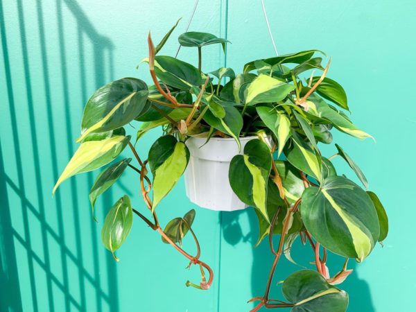 Hanging plant in a white basket.