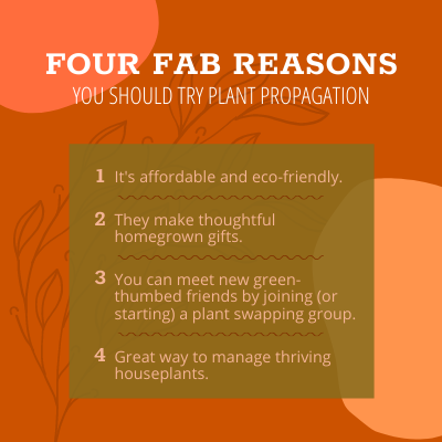 Four fab reasons you should try plant propagation