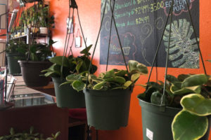 Plants hanging in a row