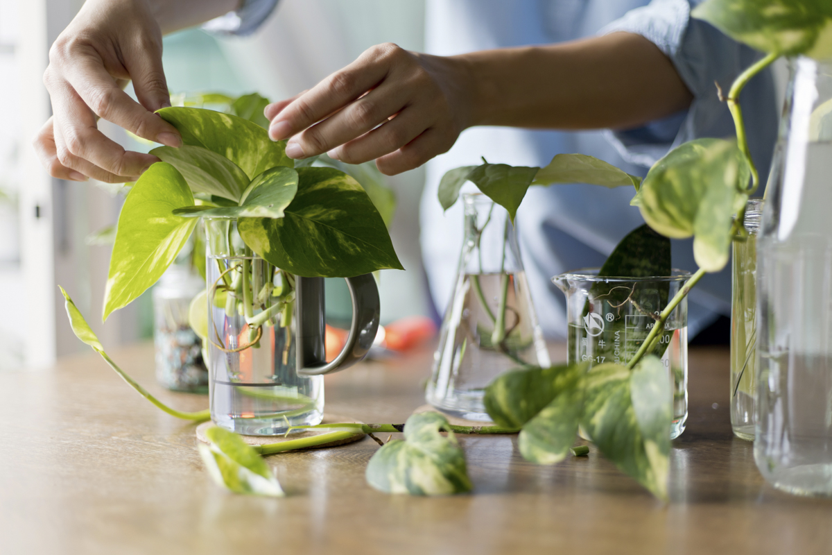 Woman propagating pothos plant from leaf cutting in water. Water propagation for indoor plants.