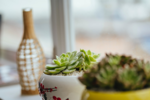 Succulent in a pot by a window