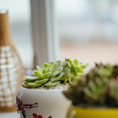 Everything you need to know about caring for succulents indoors