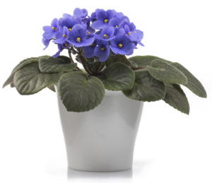 Purple African Violet isolated on white background with the whole flowerpot