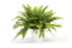 Boston fern in a pot isolated on white background