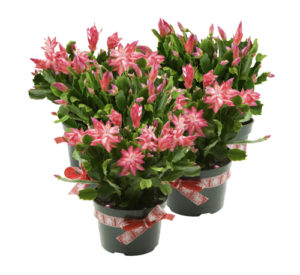 Many pots of christmas cactus on a white background