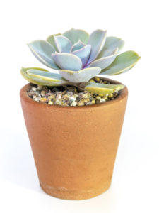 Earthenware pot and freshness leaves of Echeveria plant