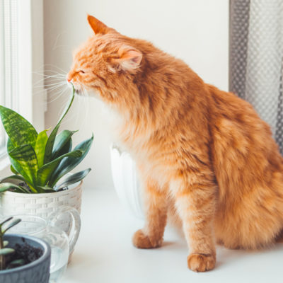 12 pet-friendly plants that grow well indoors