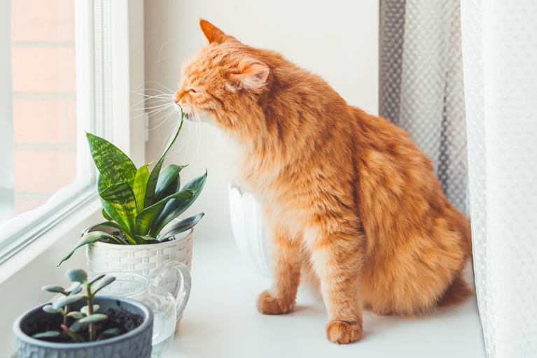 Cute ginger cat sniffs indoors plants. Flower pots with Crassula and Sansevieria.