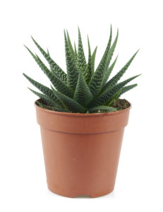 Haworthia plant in a pot on white background