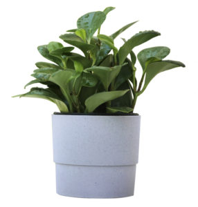 Baby Rubber Plant Dark green leaves in a gray pot 