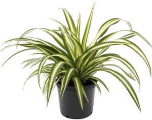 Spider plant in black pot on white background