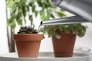 Watering succulent on white table indoors, closeup. 