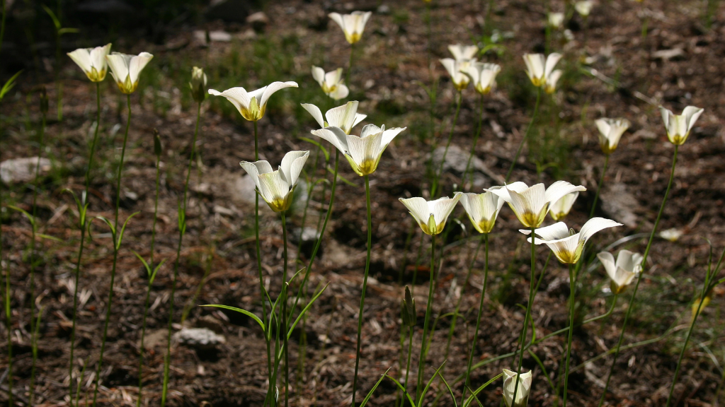 Desert landscape with Mariposa Lillies.