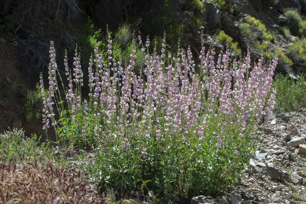 Desert landscape with Palmer's Penstemon.