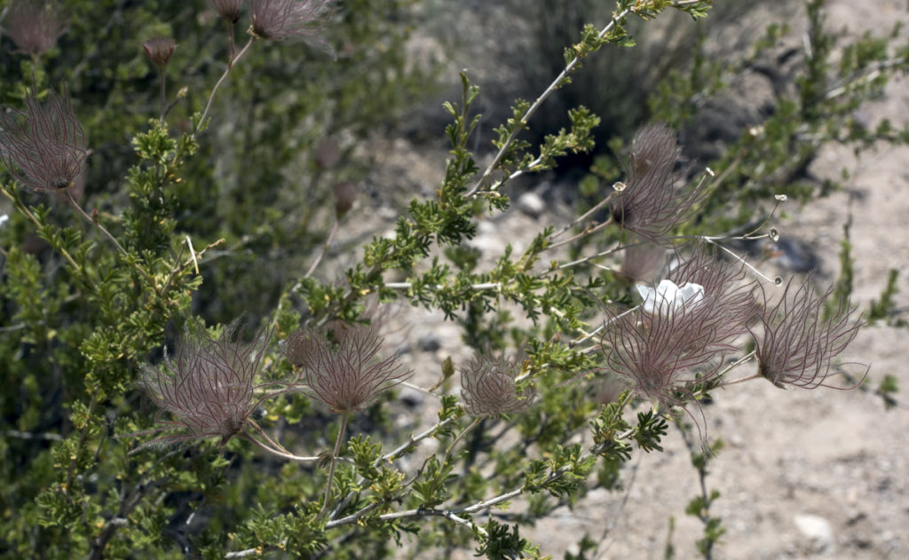 Apache-plume (Fallugia paradoxa) is a slender, upright, deciduous to semi-evergreen, multi-branched shrub.