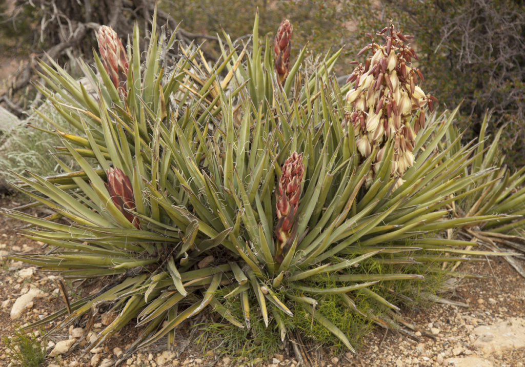 Banana Yucca (Yucca baccata) on south rim Grand Canyon National Park, Arizona.