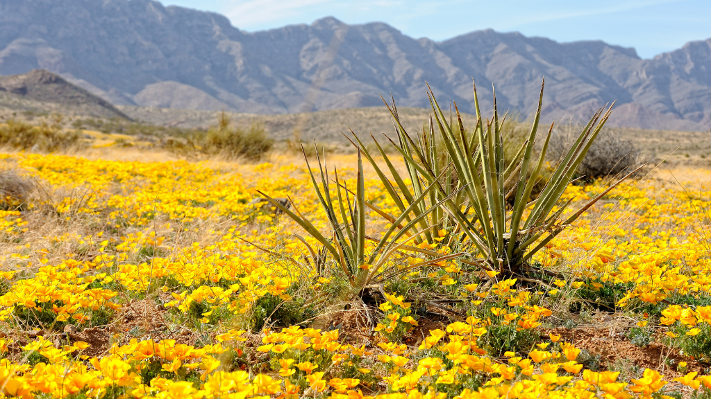 Vegetation Around Las Vegas, North American Deserts