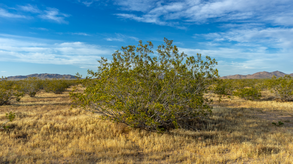 Desert landscape with creosote bush.
