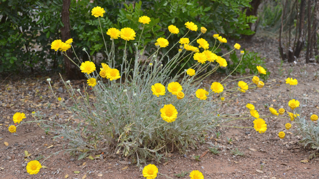 Desert landscape with Las Vegas native plant, Desert Marigold.