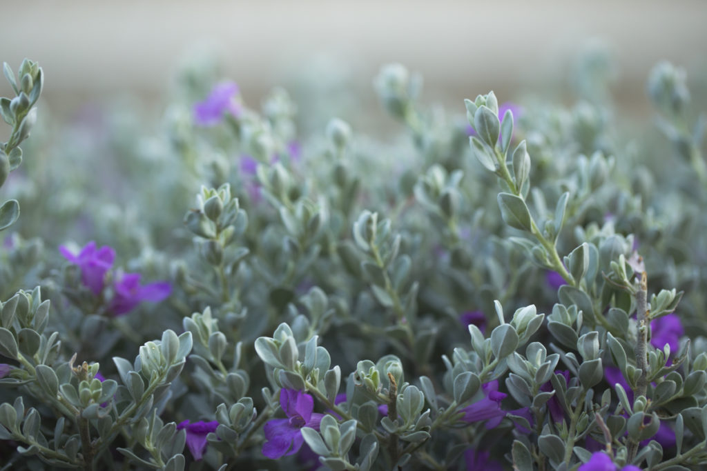 Purple Sage (Salvia dorrii).