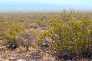 Desert landscape with creosote bushes.