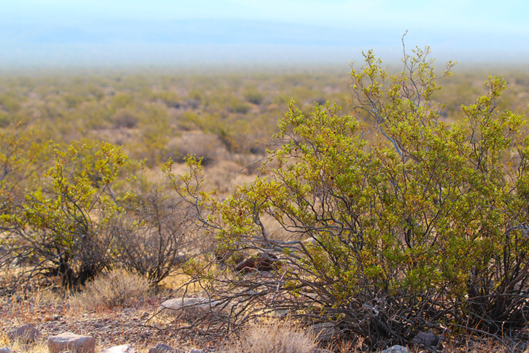 Desert landscape with creosote bushes.