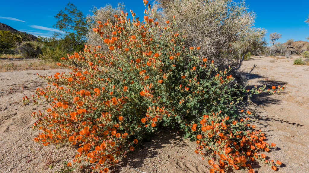 Desert landscape with Las Vegas native plant, Globemallow.