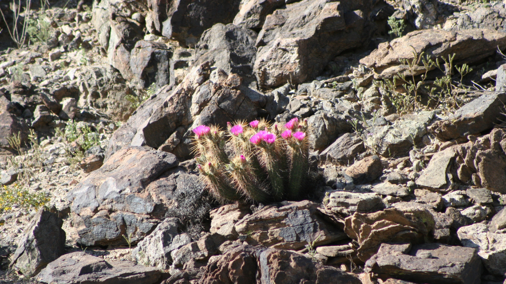 Desert landscape with Hedgehog Cactus.