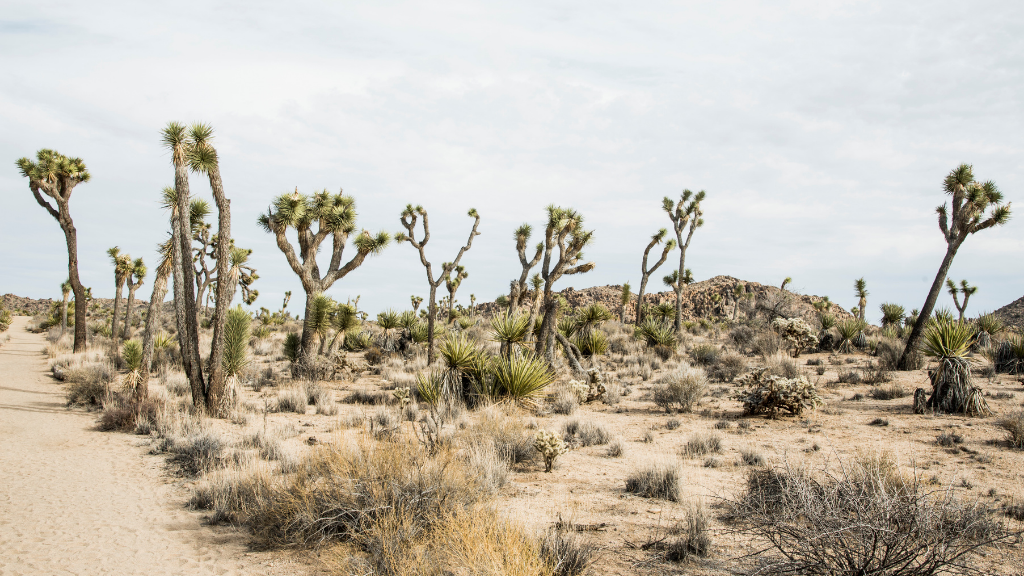 Desert landscape with Joshua Trees.